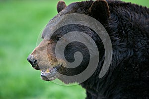 Negro un oso perfil 