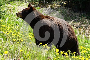 Black bear profile portrait with dandelion stem sticking from mouth looking to the left