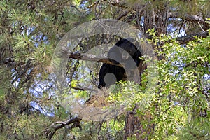 Black Bear Relaxing Up In A Tree