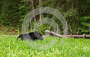 Black bear resting in grass, Canadian Rocky Mountains, Canada