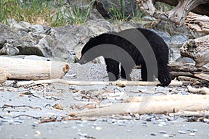 Black bear roaming low tide shores, looking for crabs. Vancouver Island,  Canada,  Vancouver Island Cananda