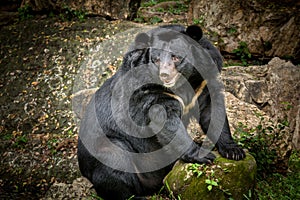 Black bear roaring in nature.