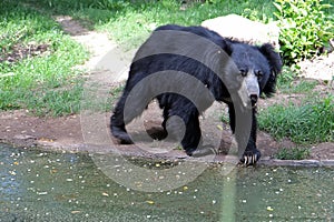 A black bear in it`s natural environment