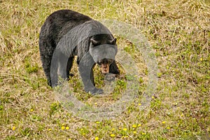 Black bear searching for food in Canadian Rockies