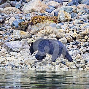 Black Bear searching for food at low tide, Tofino, British Columbia, Canada photo