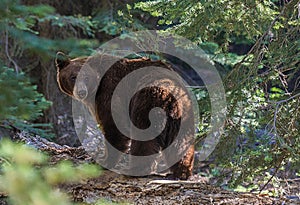 Black Bear in Sequoia National Park photo