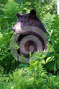 Black bear side portrait in vertical photograph