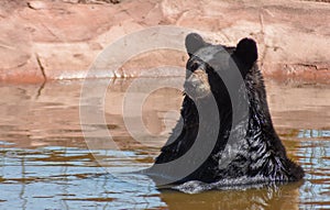 Black bear sitting in the water