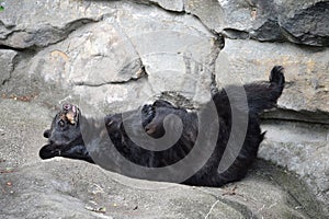 Black Bear Sleeping