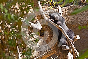 Black Bear Sleeping In Tree