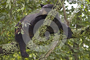 Black Bear Sleeping in Tree