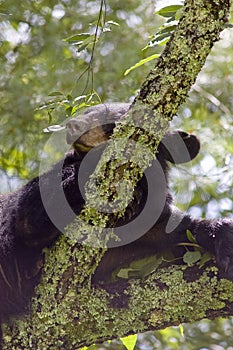 Black Bear Sleeping in Tree