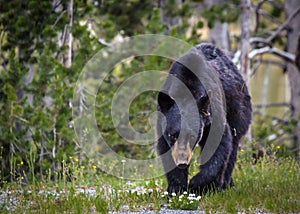 Black bear smelling the flowers in Hayden Valley