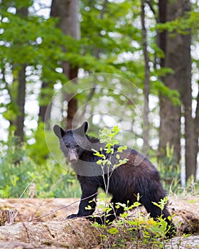 Black Bear in the Smokies