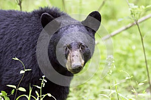 Black Bear in Smoky Mountain National Park