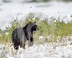 Negro un oso en la nieve 