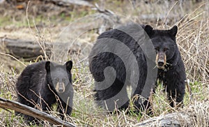 Black Bear Sow and Cub in Spring in Wyoming