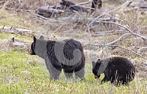 Black Bear Sow and Cub in Spring in Wyoming