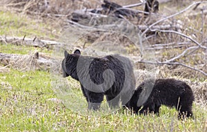 Black Bear Sow and Cub in Wyoming