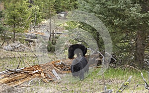 Black Bear Sow and Cub in Wyoming in Spring