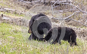 Black Bear Sow and Cub in Wyoming in Spring