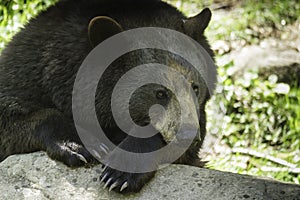 Black Bear in the spring