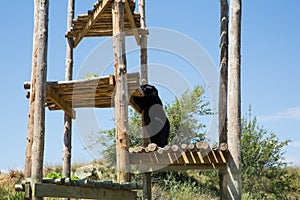 Black Bear Standiing on Two feet in Sigean Wildlife Safari Park on a Sunny Spring Day in France