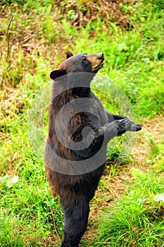 Black Bear standing