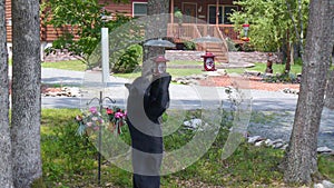 Black Bear Standing to Eat From a Bird Feeder