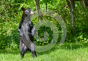 Black bear standing to get a better look