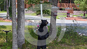 Black Bear Standing to Look at a Bird Feeder