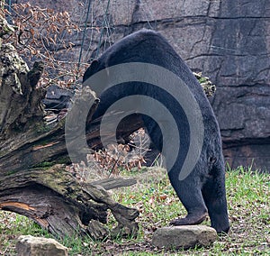 a black bear standing on top of a fallen tree branch