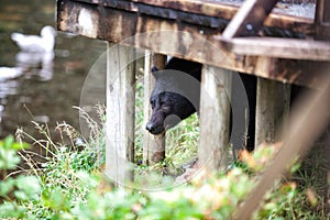 Black bear