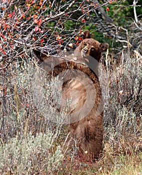 Black bear standing up