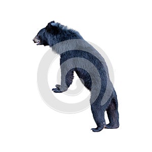 Black bear standing on a white