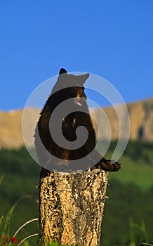 Black Bear on Stump