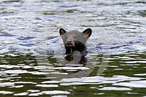Black bear swimming across creek