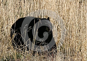 Black Bear in tan grass