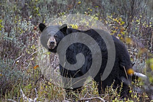 Black Bear in the Tetons