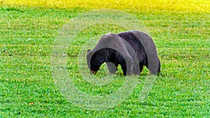 Black Bear with a thick fur feeding in a field in early winter prior to going into hibernation in Wells Grey Provincial Park