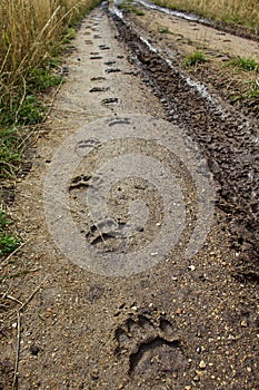 Black Bear Tracks