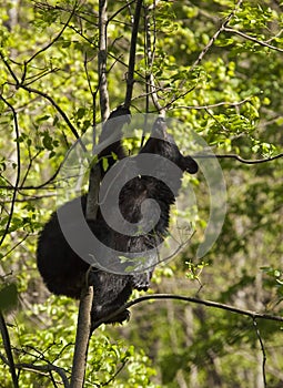 Black Bear on the tree