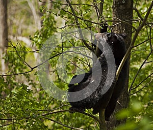 Black Bear on the tree
