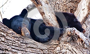 Black Bear In Tree