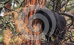 A Black Bear on a Tree Branch