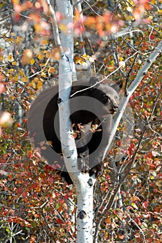 Black Bear in a tree