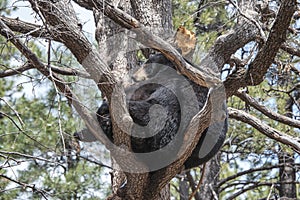 Black Bear In A Tree