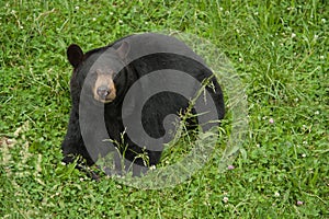 Black Bear (Ursus americanus)