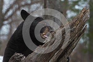 Black Bear Ursus americanus Chews at Log