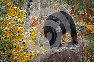 Black Bear Ursus americanus Claws Out Looking Out From Rock Autumn